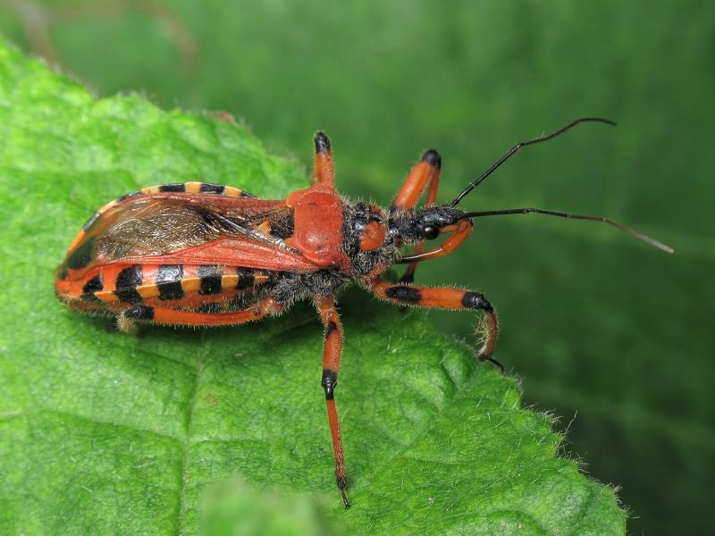 Rhynocoris iracundus (Poda, 1761)